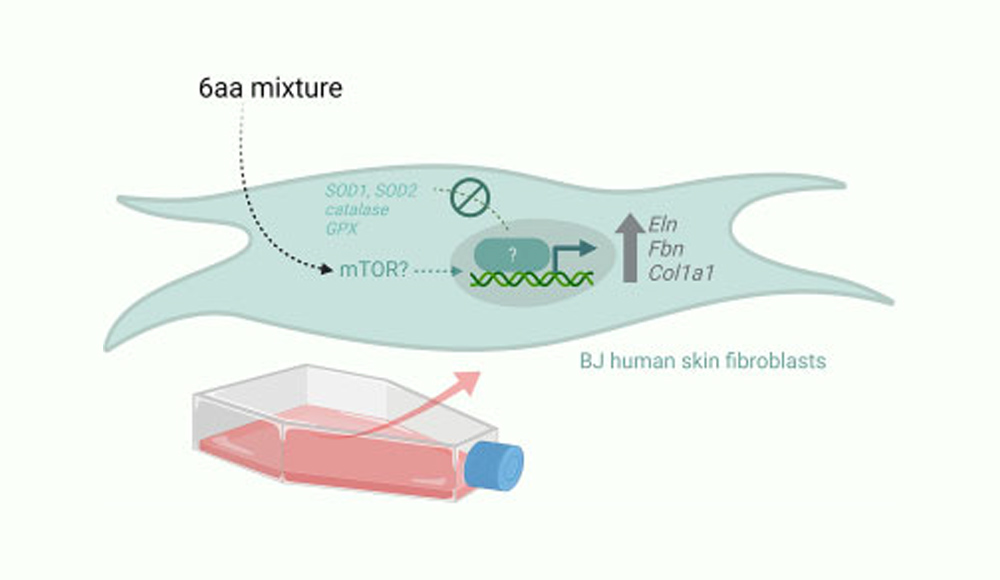 A designer mixture of six amino acids promotes the extracellular matrix gene expression in cultured human fibroblasts
